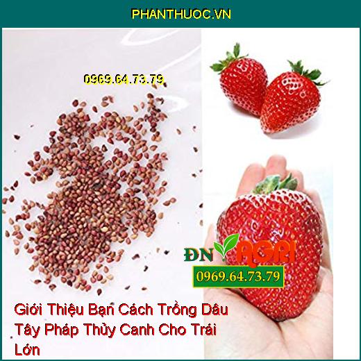 Giới Thiệu Bạn Cách Trồng Dâu Tây Pháp Thủy Canh Cho Trái Lớn