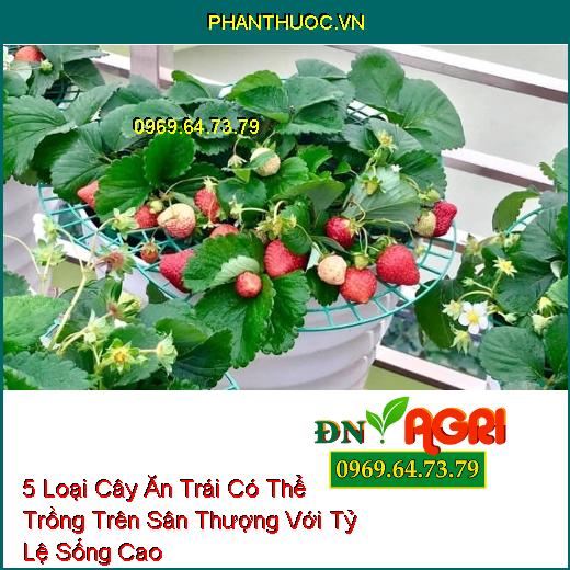 5 Loại Cây Ăn Trái Có Thể Trồng Trên Sân Thượng Với Tỷ Lệ Sống Cao