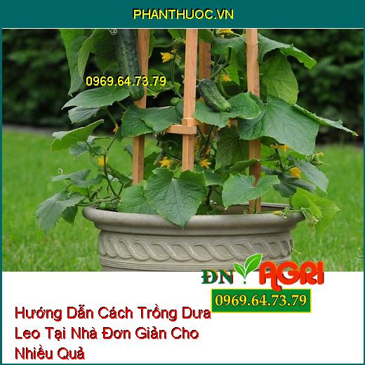 Hướng Dẫn Cách Trồng Dưa Leo Tại Nhà Đơn Giản Cho Nhiều Quả