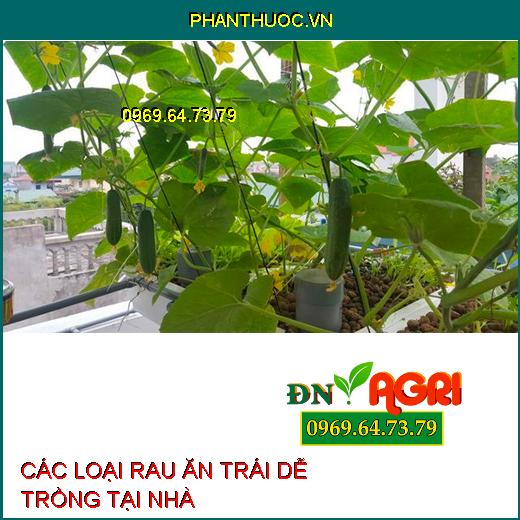 CÁC LOẠI RAU ĂN TRÁI DỄ TRỒNG TẠI NHÀ