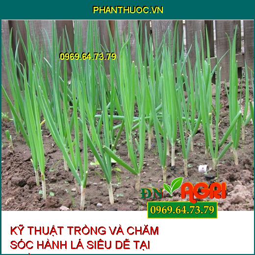 KỸ THUẬT TRỒNG VÀ CHĂM SÓC HÀNH LÁ SIÊU DỄ TẠI NHÀ