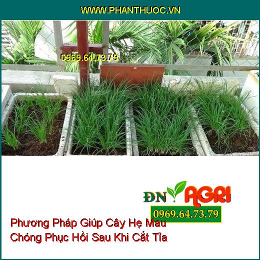 Phương Pháp Giúp Cây Hẹ Mau Chóng Phục Hồi Sau Khi Cắt Tỉa