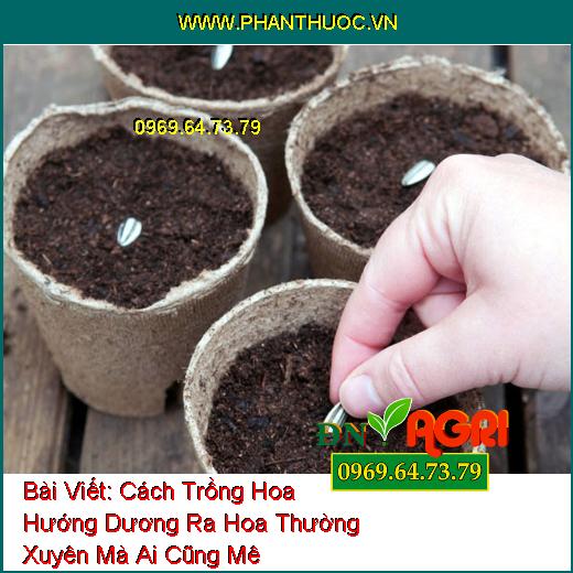 Cách Trồng Hoa Hướng Dương Ra Hoa Thường Xuyên Mà Ai Cũng Mê