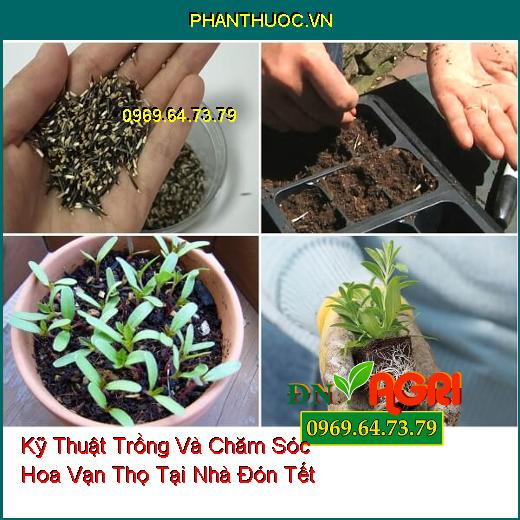 Kỹ Thuật Trồng Và Chăm Sóc Hoa Vạn Thọ Tại Nhà Đón Tết