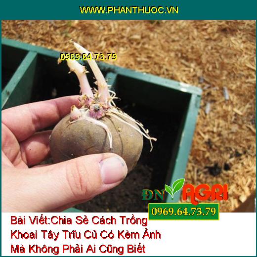 Chia Sẻ Cách Trồng Khoai Tây Trĩu Củ Có Kèm Ảnh Mà Không Phải Ai Cũng Biết