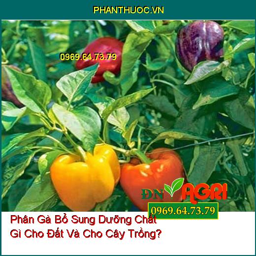 Phân Gà Bổ Sung Dưỡng Chất Gì Cho Đất Và Cho Cây Trồng?