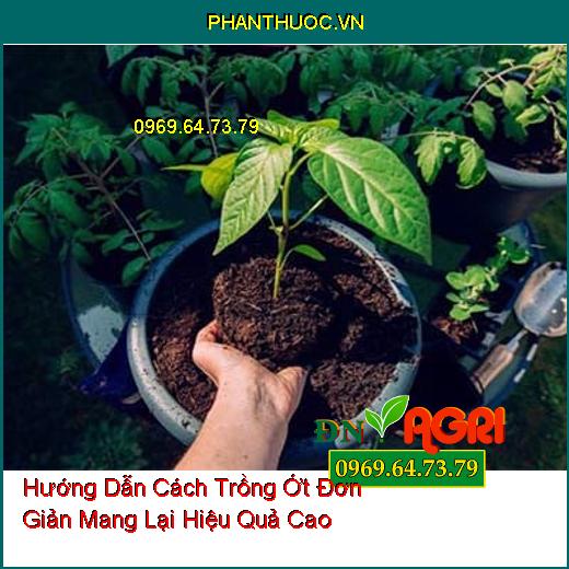 Hướng Dẫn Cách Trồng Ớt Đơn Giản Mang Lại Hiệu Quả Cao