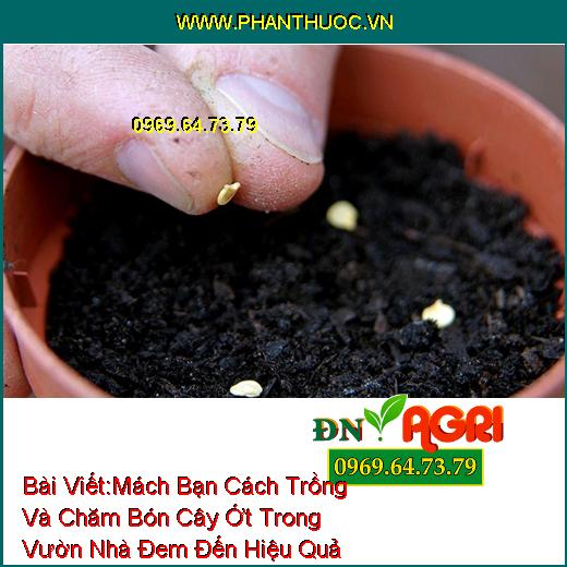 Mách Bạn Cách Trồng Và Chăm Bón Cây Ớt Trong Vườn Nhà Đem Đến Hiệu Quả Cao Mà Bạn Nên Biết