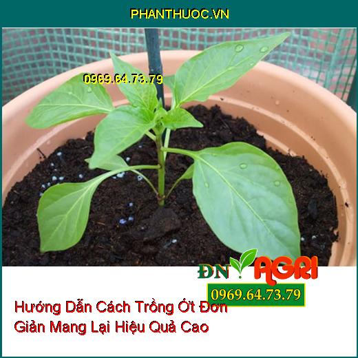 Hướng Dẫn Cách Trồng Ớt Đơn Giản Mang Lại Hiệu Quả Cao