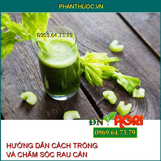 HƯỚNG DẪN CÁCH TRỒNG VÀ CHĂM SÓC RAU CẦN