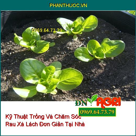 Kỹ Thuật Trồng Và Chăm Sóc Rau Xà Lách Đơn Giản Tại Nhà