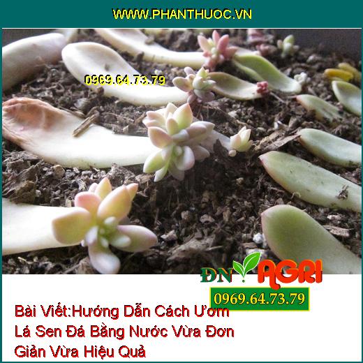 Hướng Dẫn Cách Ươm Lá Sen Đá Bằng Nước Vừa Đơn Giản Vừa Hiệu Quả