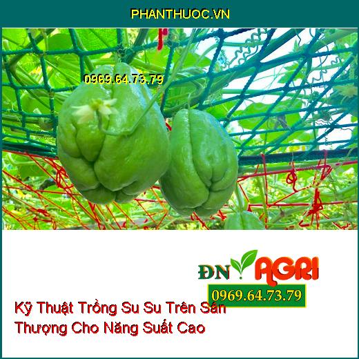 Kỹ Thuật Trồng Su Su Trên Sân Thượng Cho Năng Suất Cao