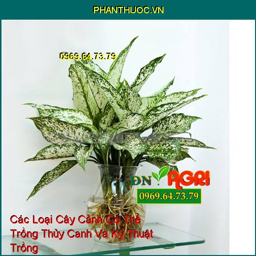 Các Loại Cây Cảnh Có Thể Trồng Thủy Canh Và Kỹ Thuật Trồng 