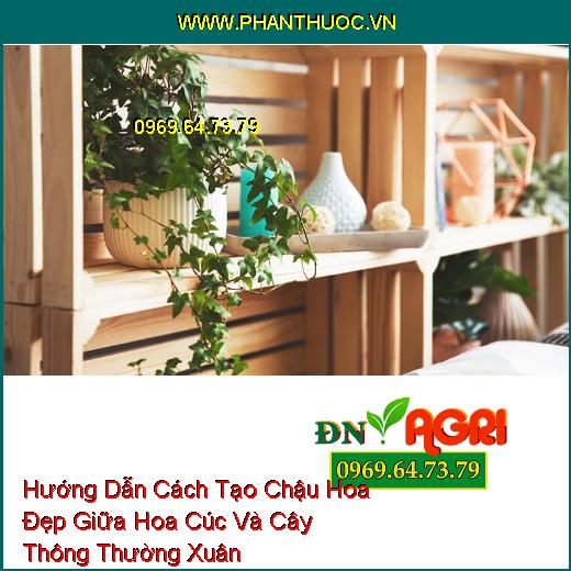 Hướng Dẫn Cách Tạo Chậu Hoa Đẹp Giữa Hoa Cúc Và Cây Thông Thường Xuân