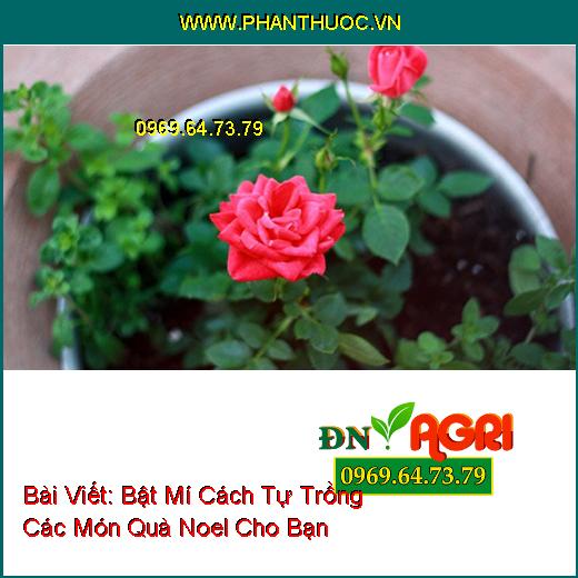 Bật Mí Cách Tự Trồng Các Món Quà Noel Cho Bạn