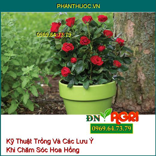 Kỹ Thuật Trồng Và Các Lưu Ý Khi Chăm Sóc Hoa Hồng 