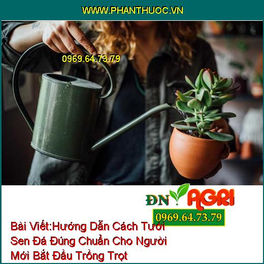 Hướng Dẫn Cách Tưới Sen Đá Đúng Chuẩn Cho Người Mới Bắt Đầu Trồng Trọt