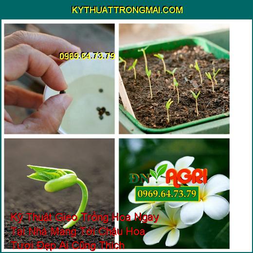 Kỹ Thuật Gieo Trồng Hoa Ngay Tại Nhà Mang Tới Chậu Hoa Tươi Đẹp Ai Cũng Thích