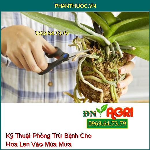 Kỹ Thuật Phòng Trừ Bệnh Cho Hoa Lan Vào Mùa Mưa