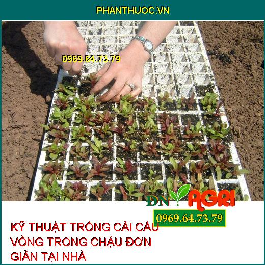 KỸ THUẬT TRỒNG CẢI CẦU VỒNG TRONG CHẬU ĐƠN GIẢN TẠI NHÀ