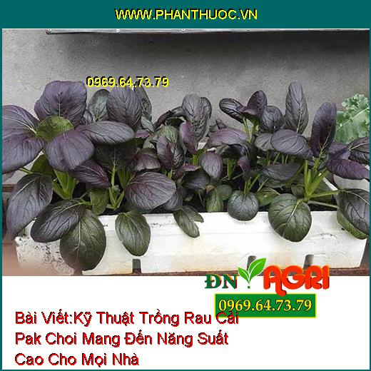 Kỹ Thuật Trồng Rau Cải Pak Choi Mang Đến Năng Suất Cao Cho Mọi Nhà