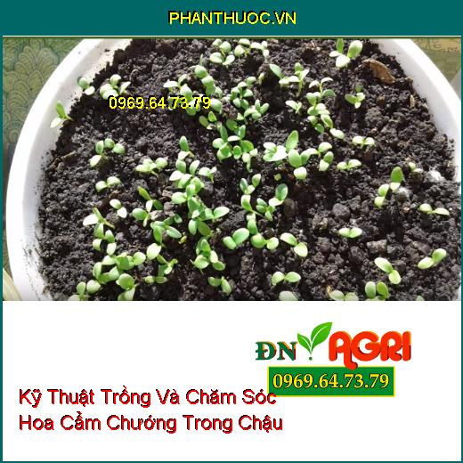 Kỹ Thuật Trồng Và Chăm Sóc Hoa Cẩm Chướng Trong Chậu 