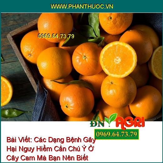 Các Dạng Bệnh Gây Hại Nguy Hiểm Cần Chú Ý Ở Cây Cam Mà Bạn Nên Biết