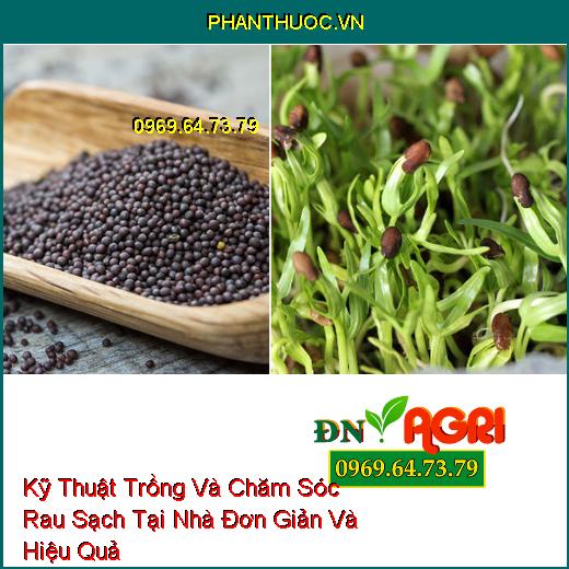 Kỹ Thuật Trồng Và Chăm Sóc Rau Sạch Tại Nhà Đơn Giản Và Hiệu Quả