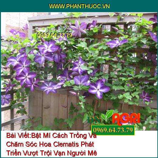 Bật Mí Cách Trồng Và Chăm Sóc Hoa Clematis Phát Triển Vượt Trội Vạn Người Mê