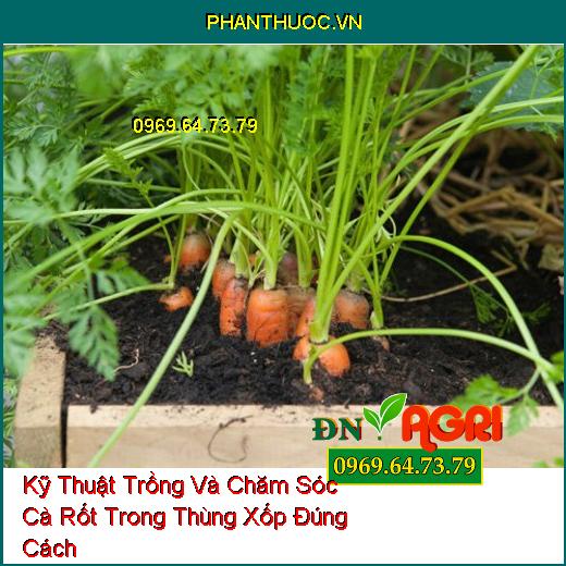 Kỹ Thuật Trồng Và Chăm Sóc Cà Rốt Trong Thùng Xốp Đúng Cách