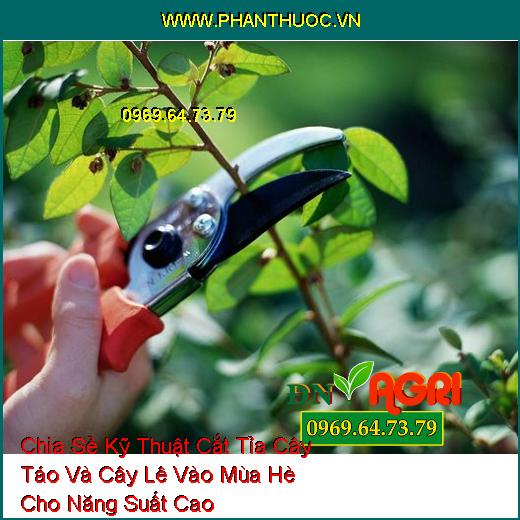 Chia Sẻ Kỹ Thuật Cắt Tỉa Cây Táo Và Cây Lê Vào Mùa Hè Cho Năng Suất Cao