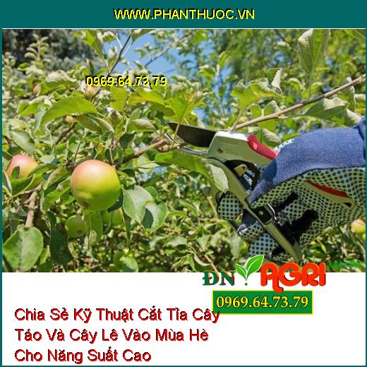 Chia Sẻ Kỹ Thuật Cắt Tỉa Cây Táo Và Cây Lê Vào Mùa Hè Cho Năng Suất Cao