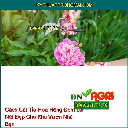 Cách Cắt Tỉa Hoa Hồng Đem Lại Nét Đẹp Cho Khu Vườn Nhà Bạn 