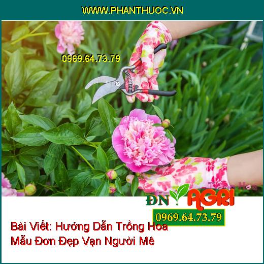 Hướng Dẫn Trồng Hoa Mẫu Đơn Đẹp Vạn Người Mê