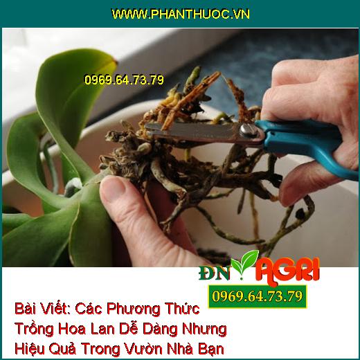 ắt tỉa thân cây lan