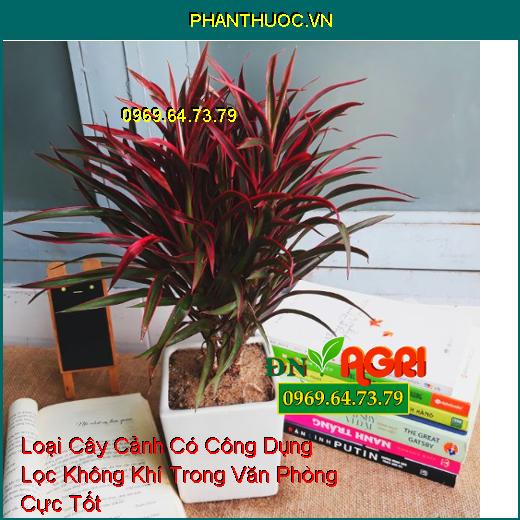 Loại Cây Cảnh Có Công Dụng Lọc Không Khí Trong Văn Phòng Cực Tốt