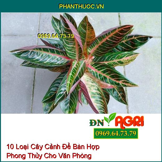 10 Loại Cây Cảnh Để Bàn Hợp Phong Thủy Cho Văn Phòng