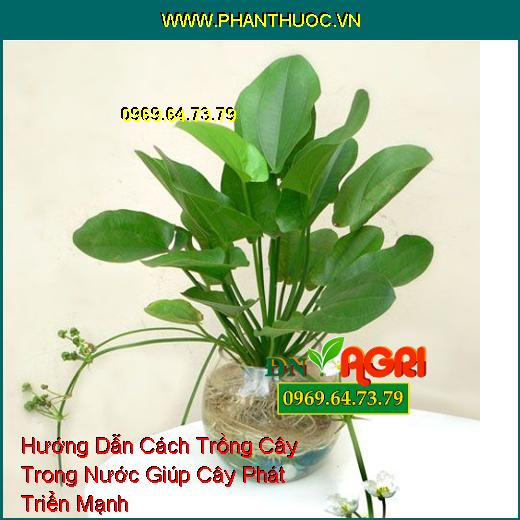 Hướng Dẫn Cách Trồng Cây Trong Nước Giúp Cây Phát Triển Mạnh