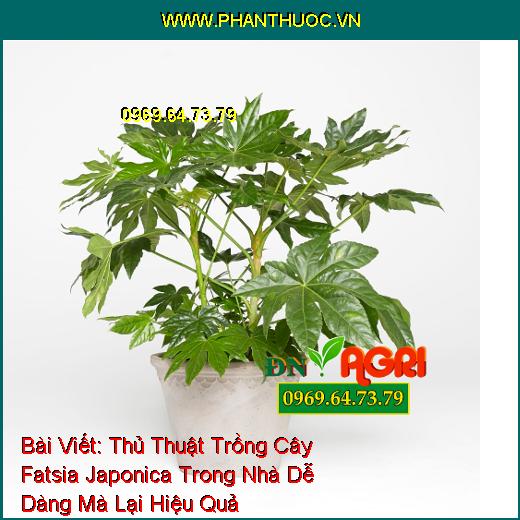 Thủ Thuật Trồng Cây Fatsia Japonica Trong Nhà Dễ Dàng Mà Lại Hiệu Quả