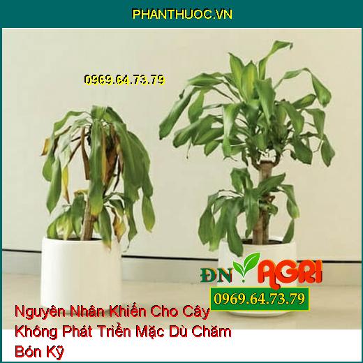 Nguyên Nhân Khiến Cho Cây Không Phát Triển Mặc Dù Chăm Bón Kỹ