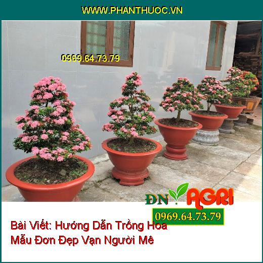 Hướng Dẫn Trồng Hoa Mẫu Đơn Đẹp Vạn Người Mê