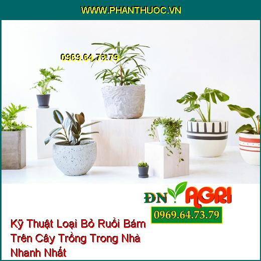 Kỹ Thuật Loại Bỏ Ruồi Bám Trên Cây Trồng Trong Nhà Nhanh Nhất