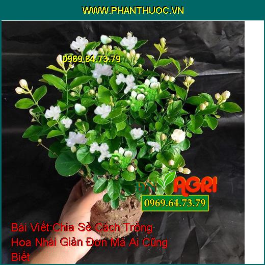 Chia Sẻ Cách Trồng Hoa Nhài Giản Đơn Mà Ai Cũng Biết