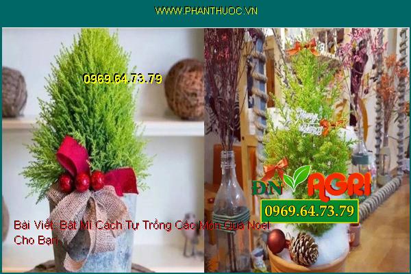 Bật Mí Cách Tự Trồng Các Món Quà Noel Cho Bạn