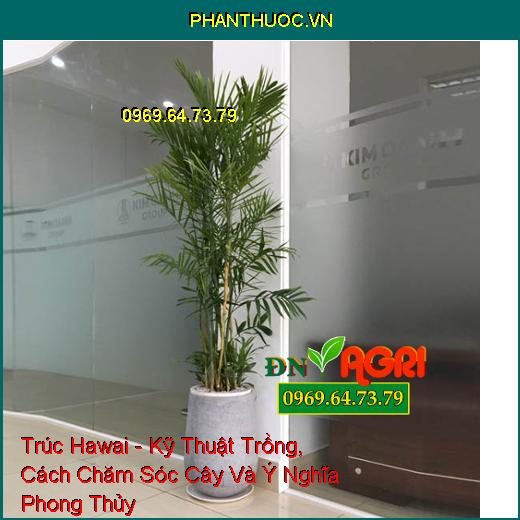 Trúc Hawai - Kỹ Thuật Trồng, Cách Chăm Sóc Cây Và Ý Nghĩa Phong Thủy