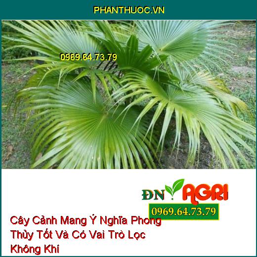 Cây Cảnh Mang Ý Nghĩa Phong Thủy Tốt Và Có Vai Trò Lọc Không Khí