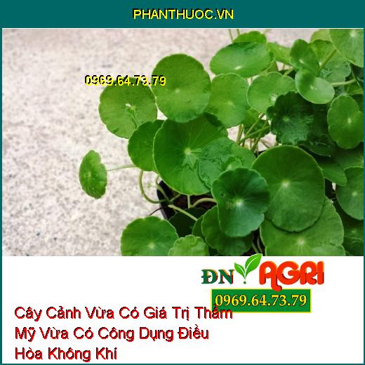 Cây Cảnh Vừa Có Giá Trị Thẩm Mỹ Vừa Có Công Dụng Điều Hòa Không Khí