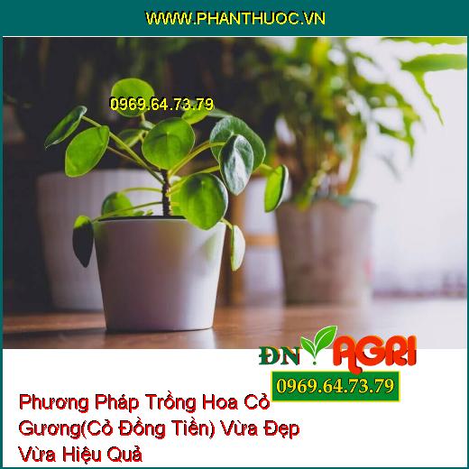 Phương Pháp Trồng Hoa Cỏ Gương(Cỏ Đồng Tiền) Vừa Đẹp Vừa Hiệu Quả