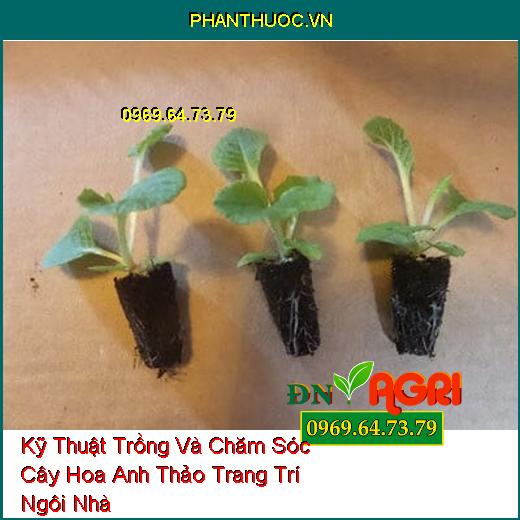 Kỹ Thuật Trồng Và Chăm Sóc Cây Hoa Anh Thảo Trang Trí Ngôi Nhà